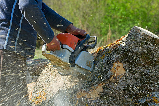 Large Tree Removal in Canby, OR